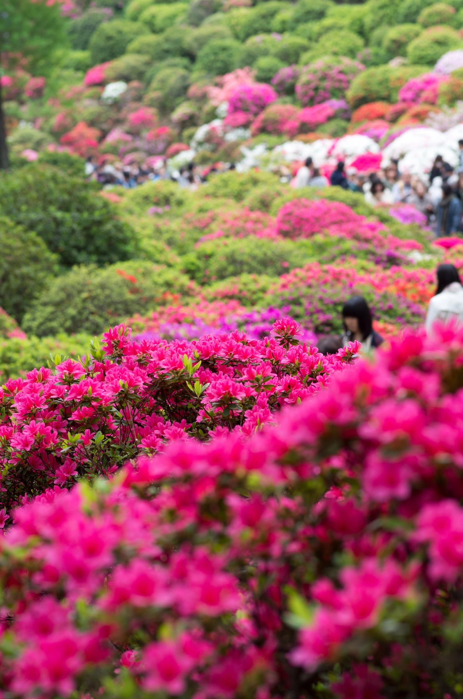 Un jardín cubierto de azaleas rosas, blancas y fucsias