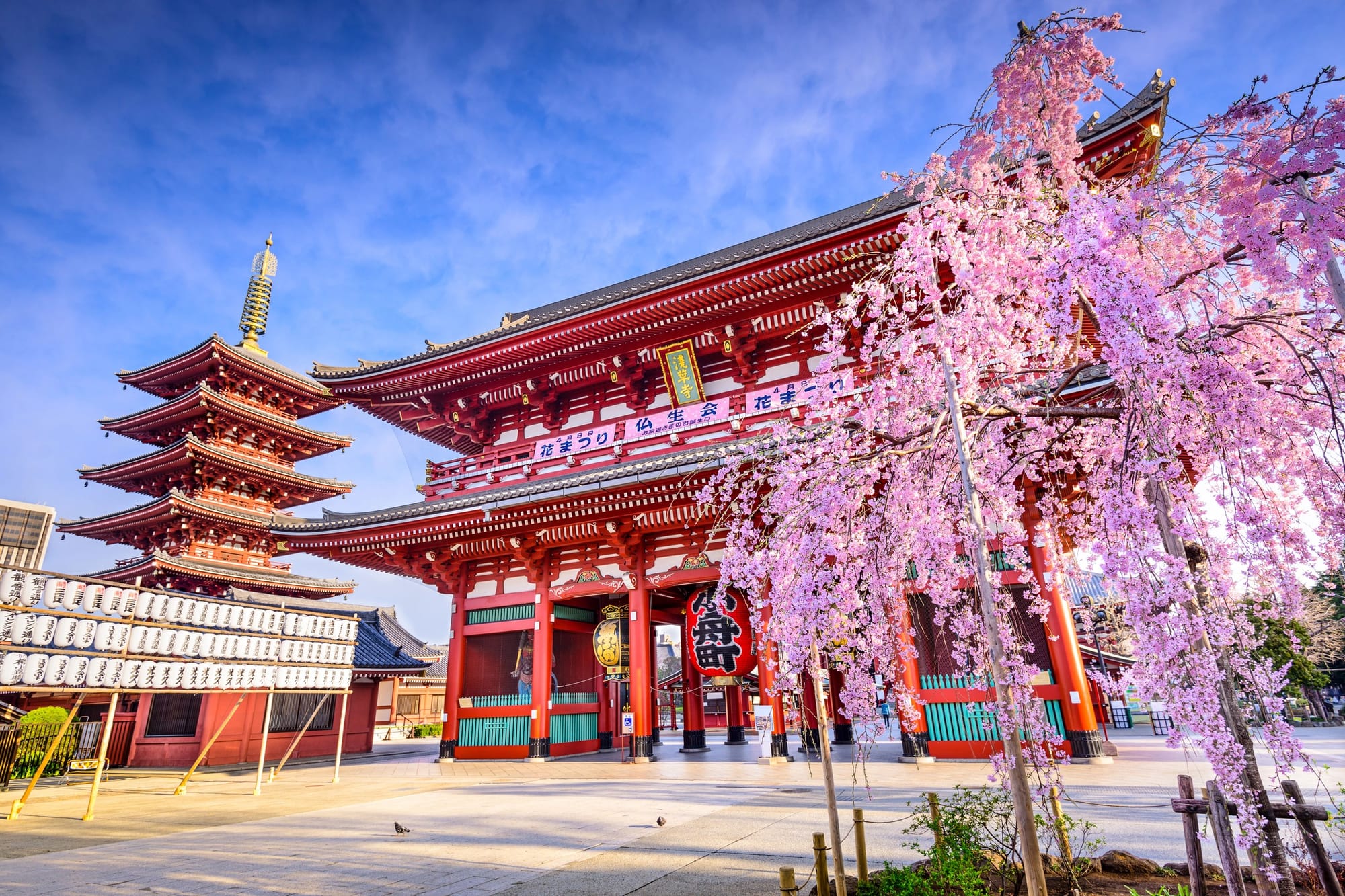 El templo Senso-ji y su pagoda junto a un cerezo en flor