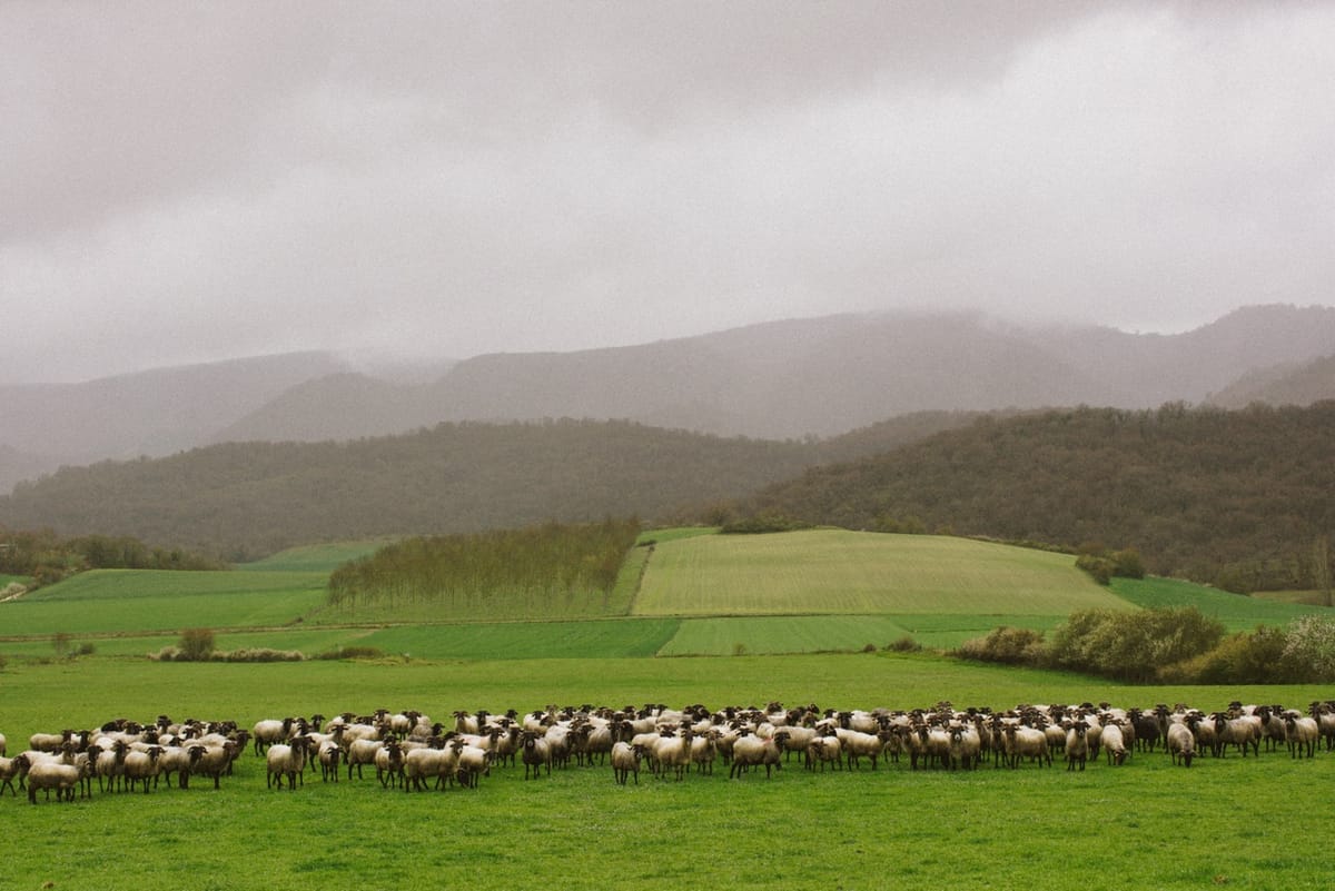 Descubriendo las Amescoas: entre ovejas, queso y bosques infinitos