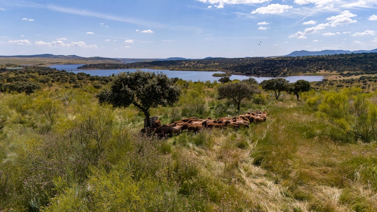 Nace Caminos de la Merina para descubrir España a través de la historia trashumante
