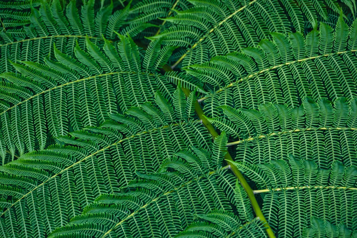 El Yunque: el bosque tropical más biodiverso del Caribe