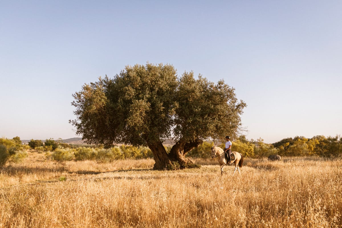 Del alcornoque al diseño: la cultura del corcho en el Alentejo