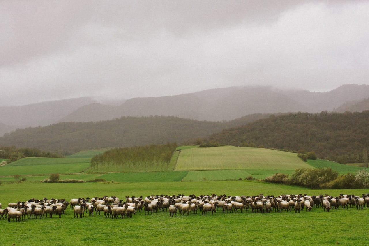 Descubriendo las Amescoas: entre ovejas, queso y bosques infinitos
