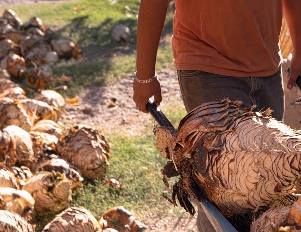 Sotol de Chihuahua: el destilado que sobrevivió al olvido