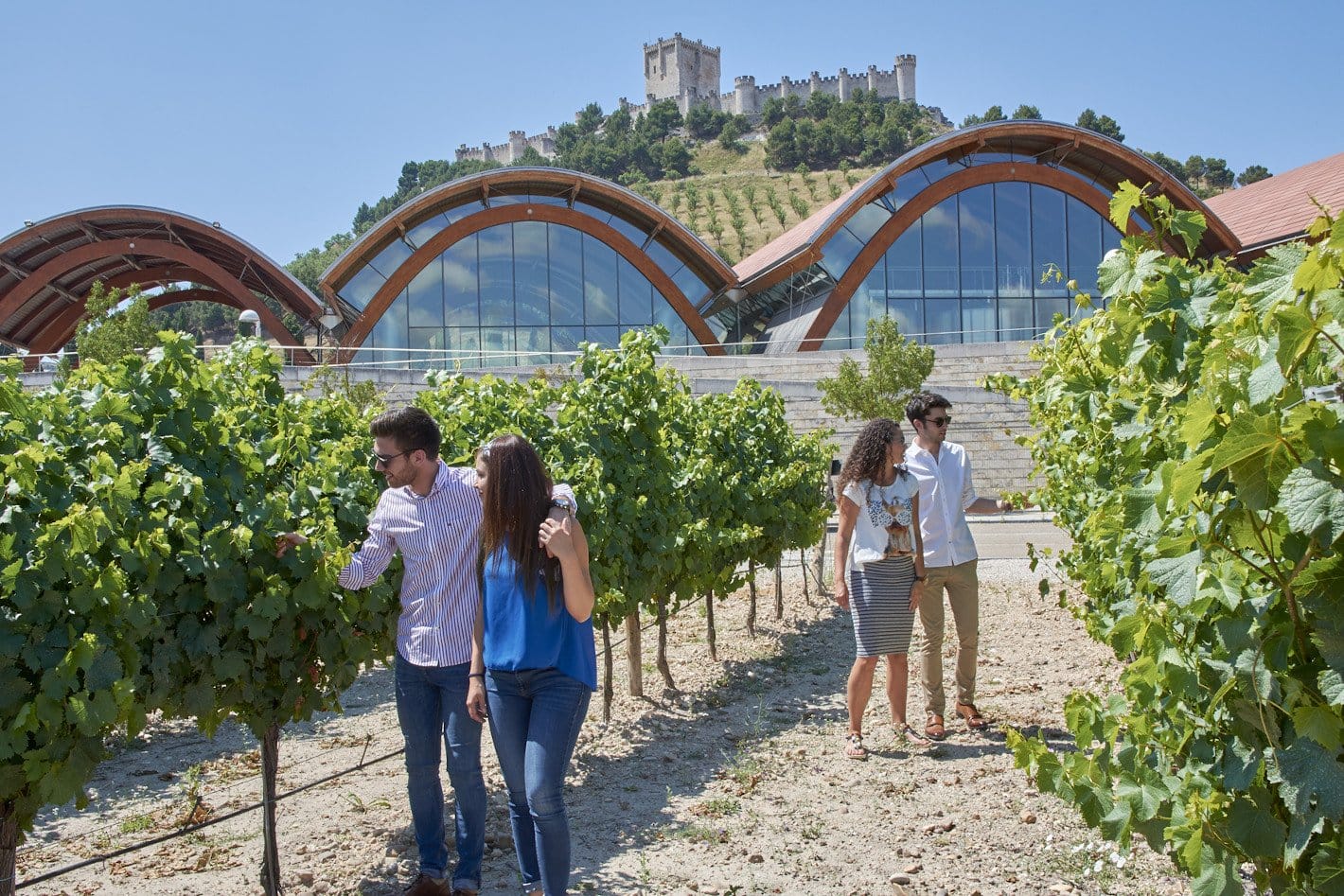 Vinos ecológicos en España: qué son y dónde probarlos