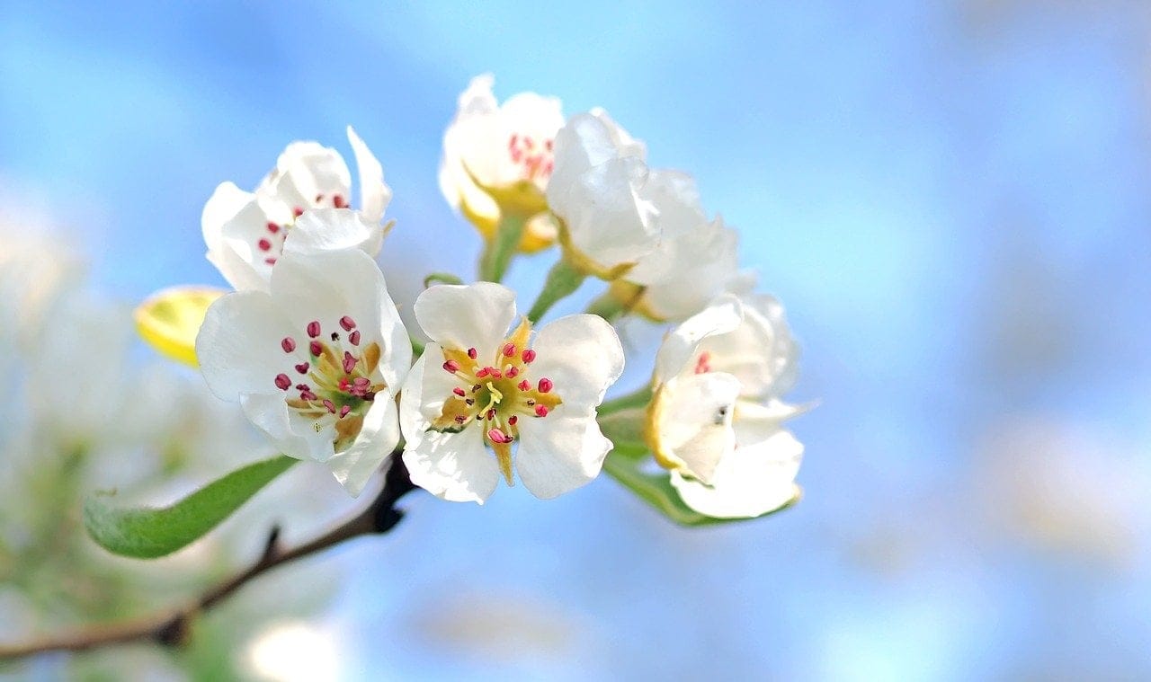 España en flor: seis destinos donde la primavera se siente