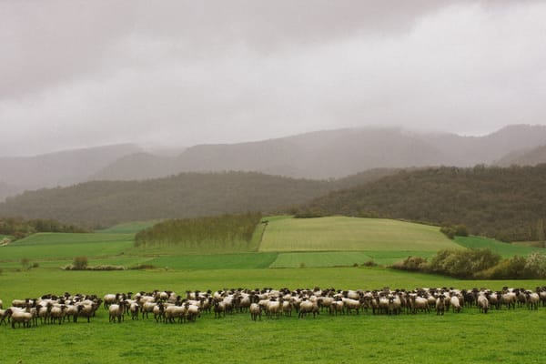 Descubriendo las Amescoas: entre ovejas, queso y bosques infinitos