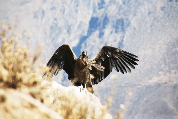 Descubriendo el Cañón del Colca: el Perú abismal