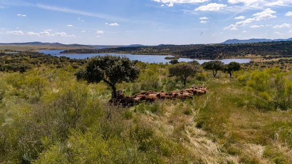 Nace Caminos de la Merina para descubrir España a través de la historia trashumante