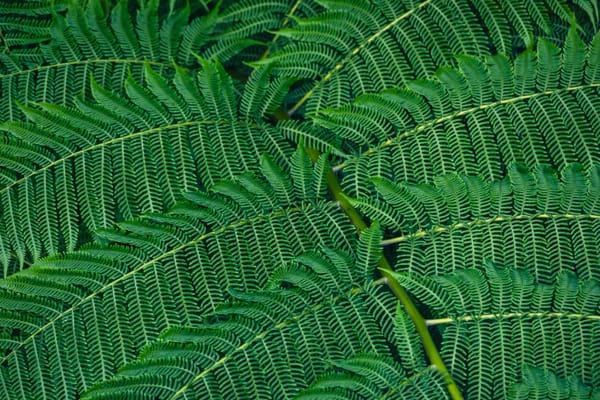 El Yunque: el bosque tropical más biodiverso del Caribe
