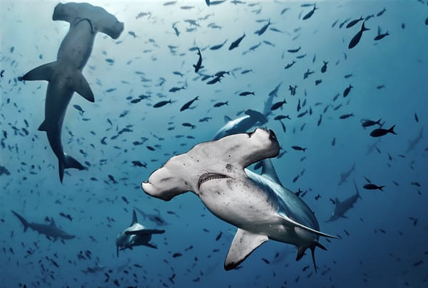 Buceo en Costa Rica: 6 lugares para ver vida marina