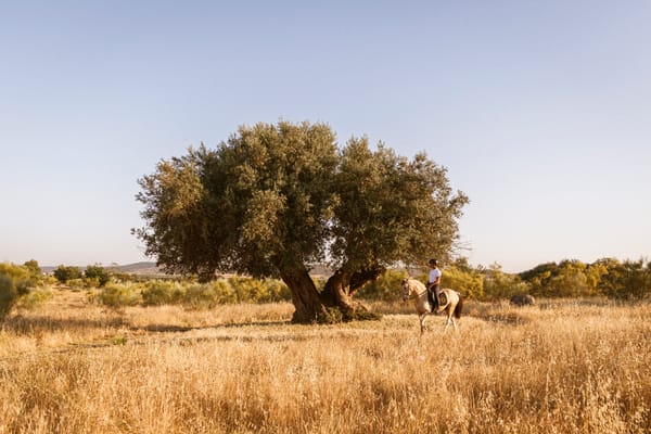 Del alcornoque al diseño: la cultura del corcho en el Alentejo