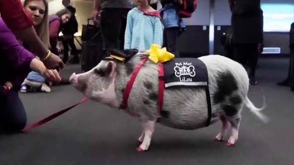Conoce a Lilou, el simpático embajador del aeropuerto de San Francisco