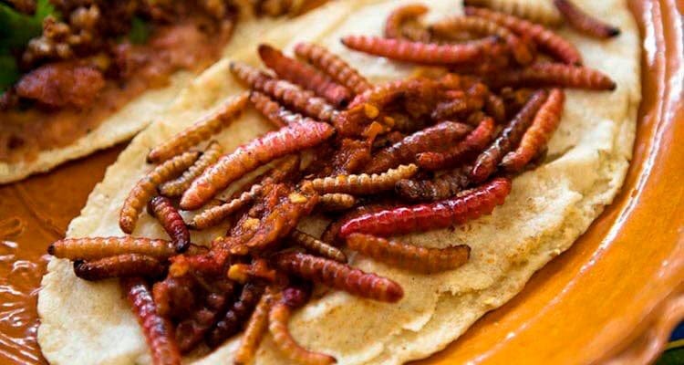 Tacos-de-gusanos-de-maguey