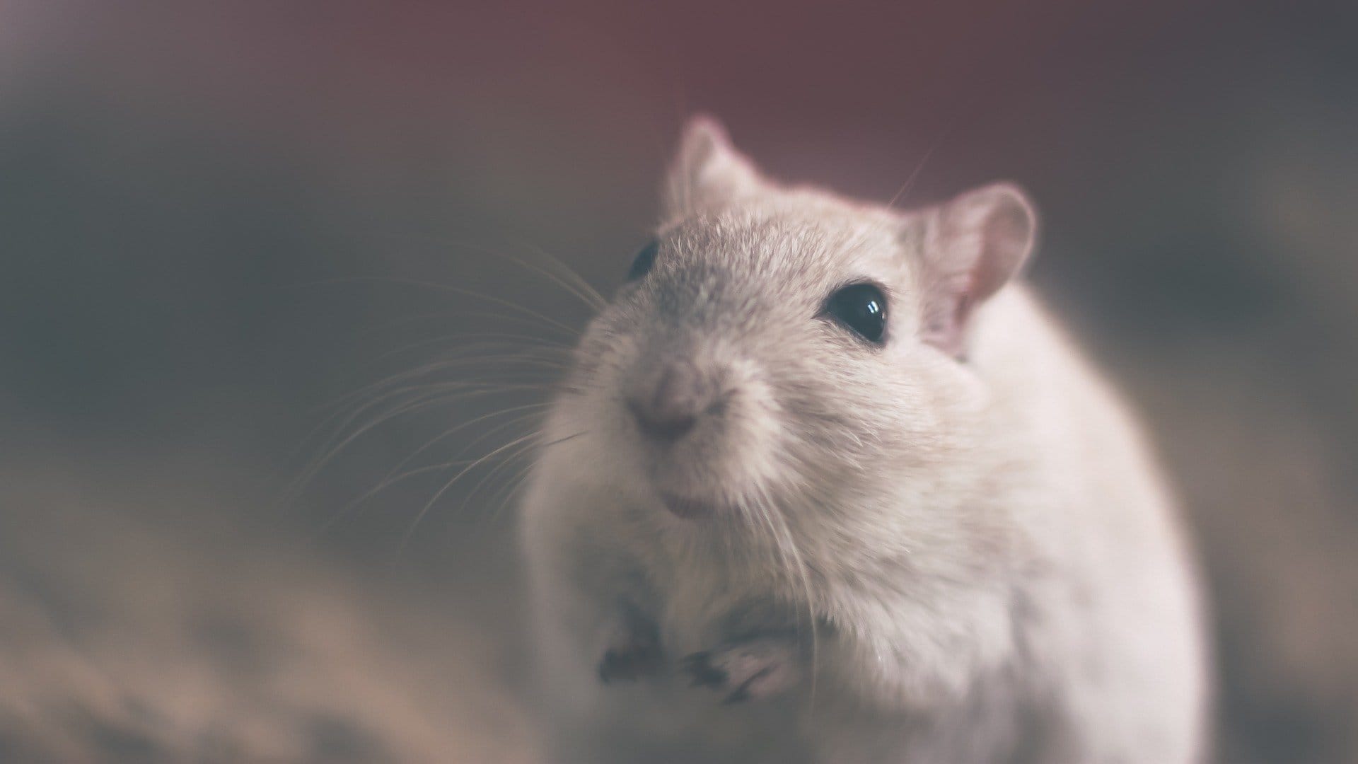 Ratoncito Pérez