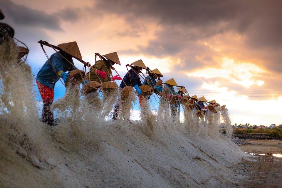 Gente trabaja en campos de la sal en Khanh Hoa