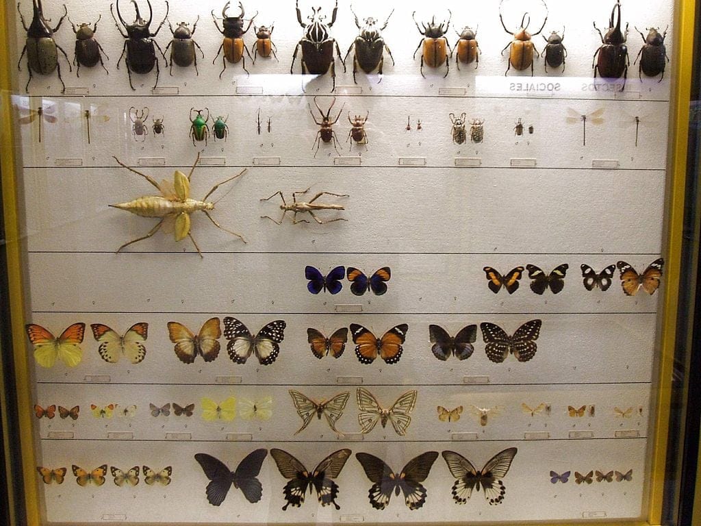 Museo de Ciencias Naturales.