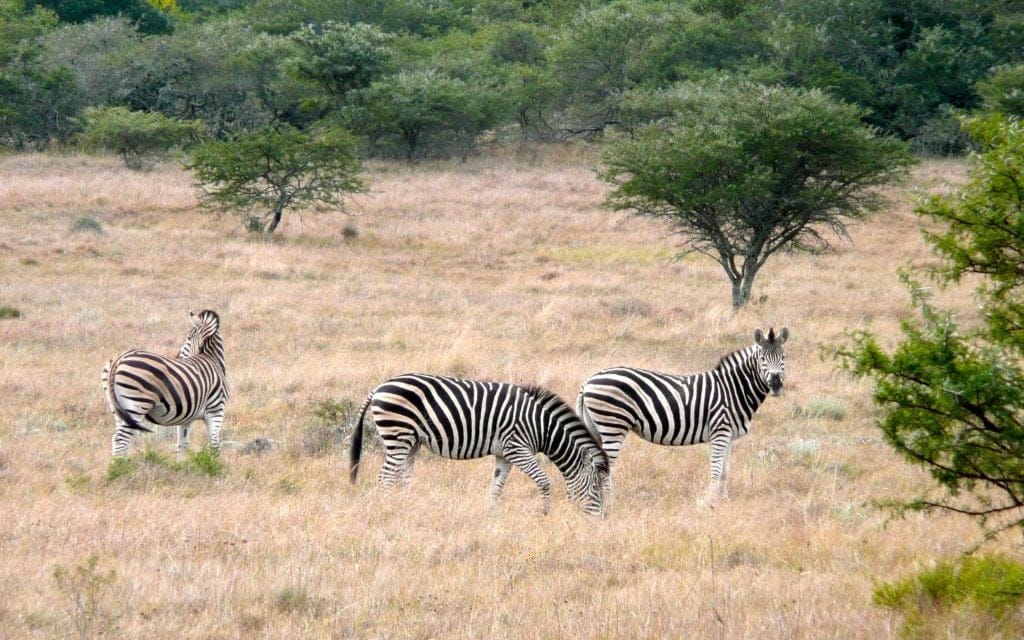 Sudáfrica turismo animales