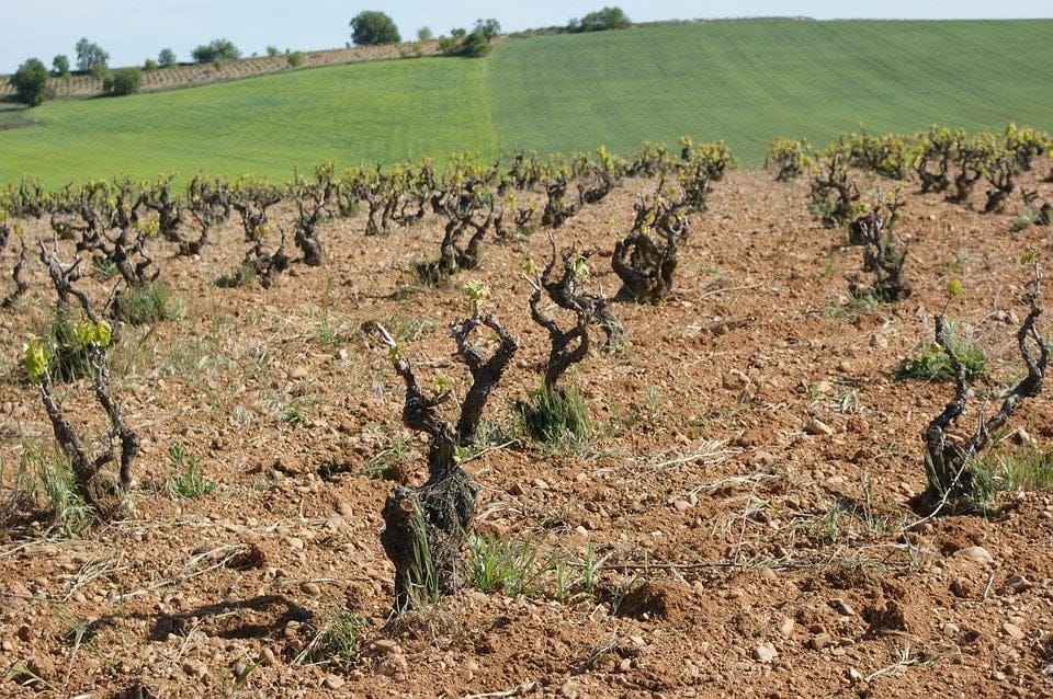 Vinos de Cigales