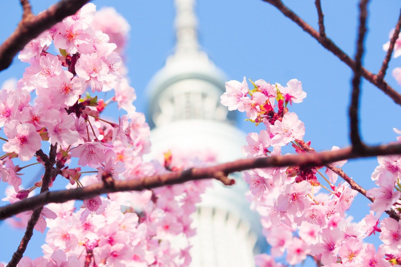 Así ha sido el Sakura más impresionante y especial
