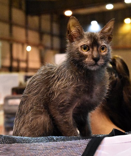 Lykoi